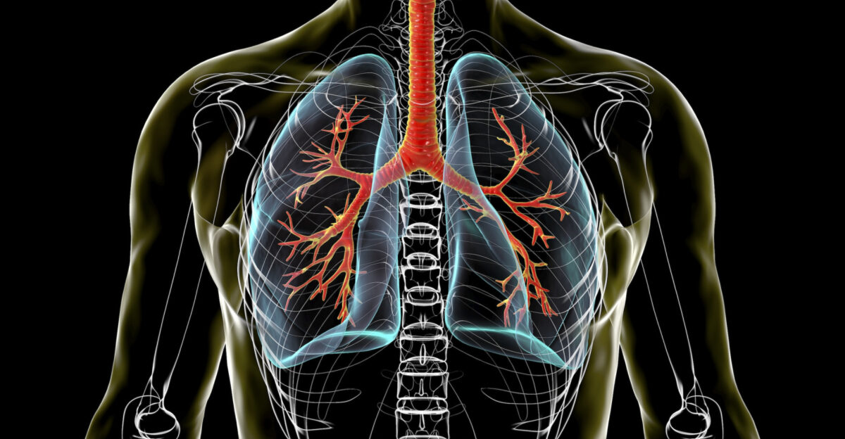A new ventilator-on-a-chip model to study lung damage