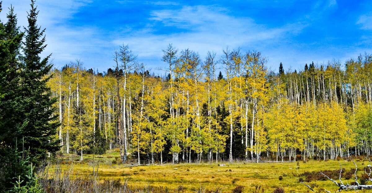 yellow aspen nature trees landscape