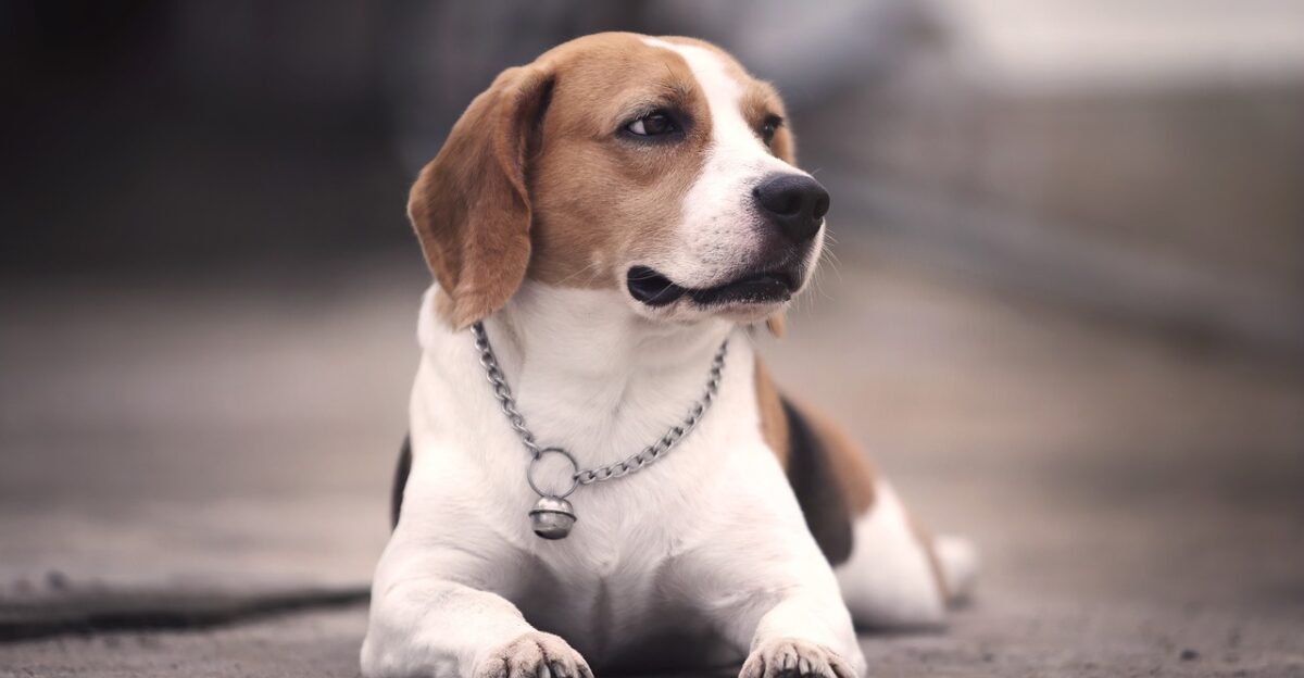 beagle nature dog animal purebred pet beagle puppy
