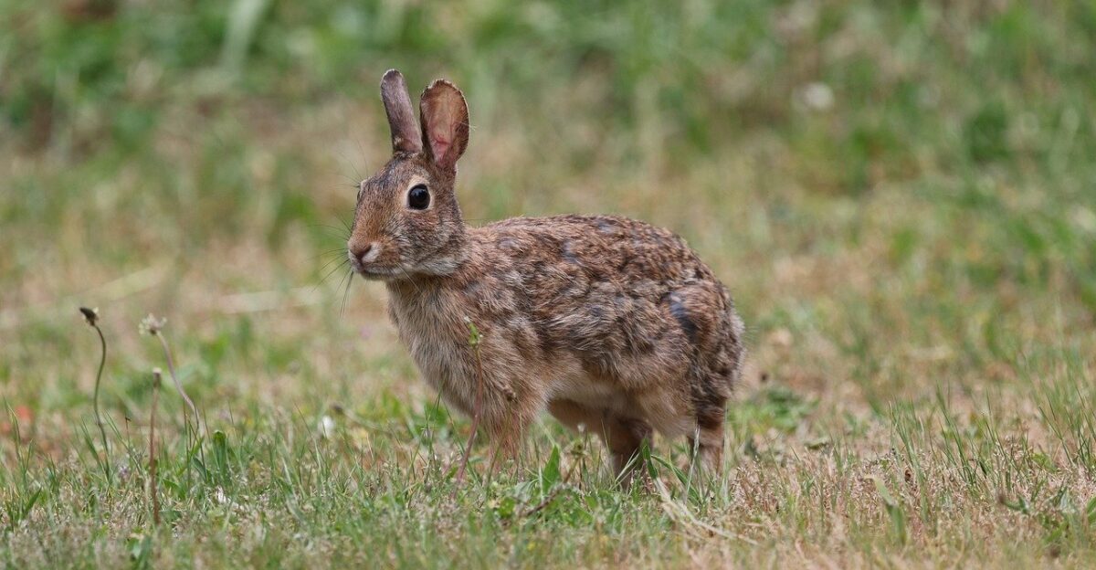 bunny rabbit nature cute animal ears wildlife mammal backyard eastern cottontail cottontail