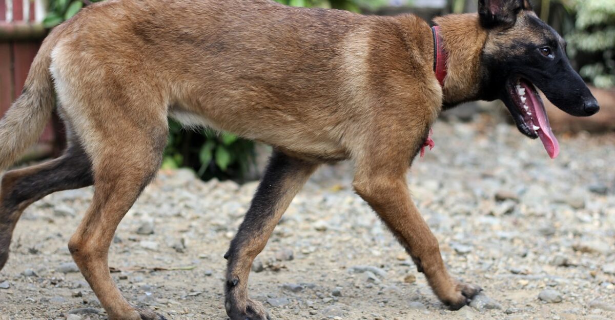 belgian mallinois pet puppy female belgian fierce dog animal malinois doggie domestic protector canine brown puppy