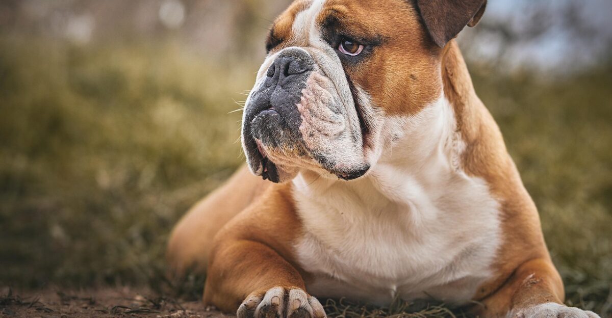 bulldog animal pet dog nature beauty english bulldog moloss choukel