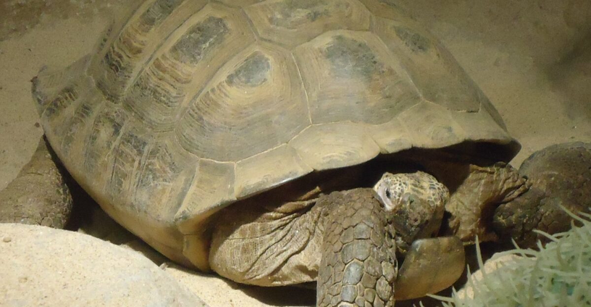 Pictures of fine cold-blooded animals Some kind of Desert Turtle Looks like some sort of Box turtle