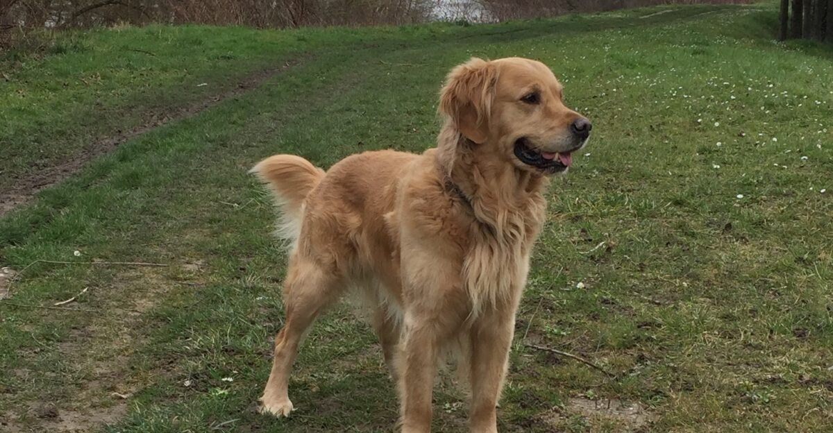 Golden Retriver de 6 ans