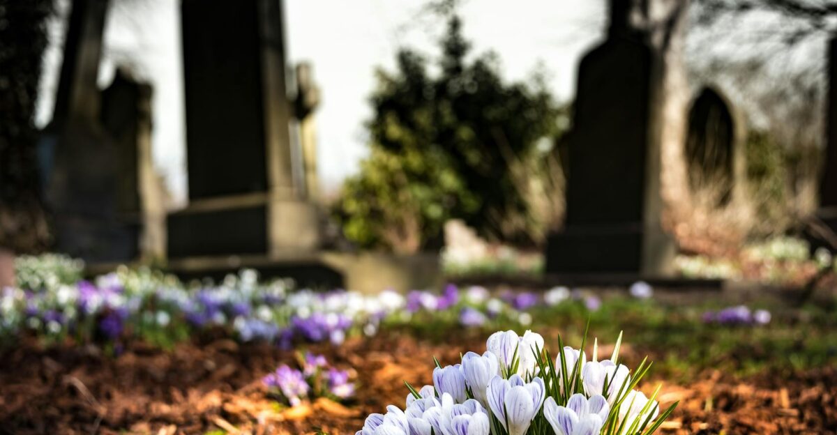 Delicate crocuses bloom in early spring contrasting with weathered tombstones in a tranquil graveyard