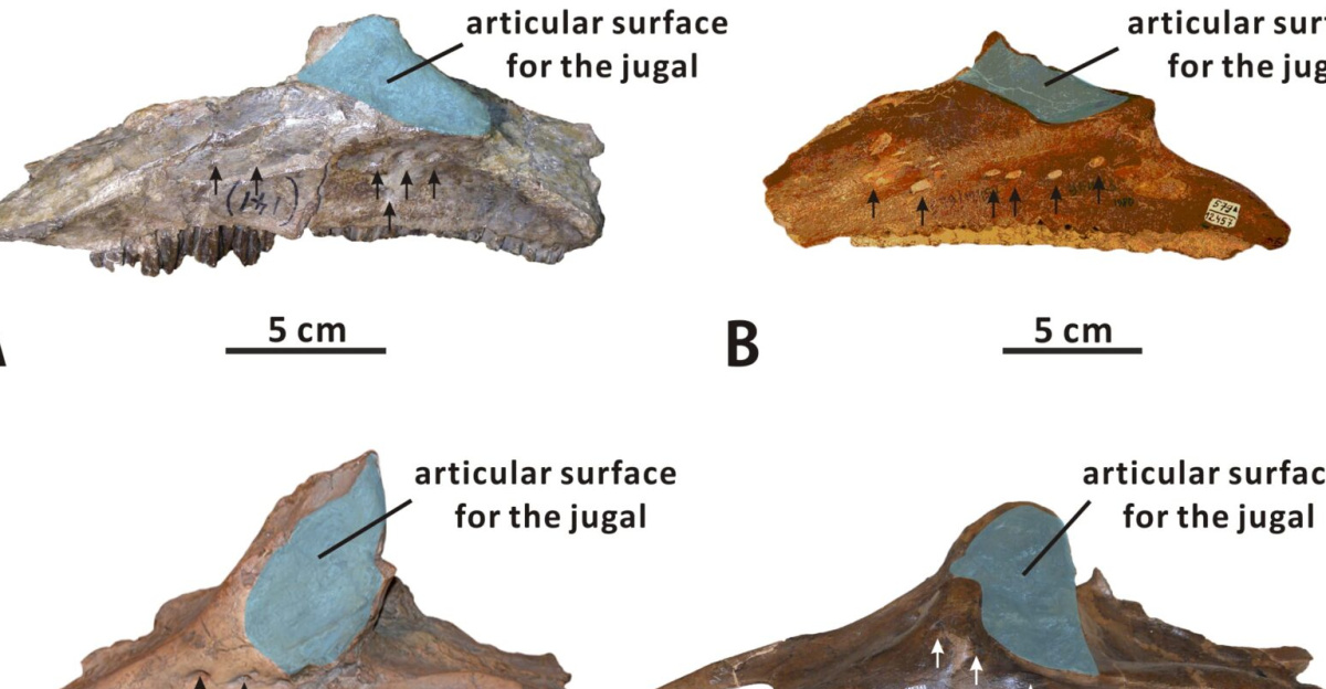 <b>Comparison of the foramina on the lateral sides of the maxillae of some hadrosauroid species (all maxillae in lateral view).</b> (A) Bactrosaurus johnsoni (AMNH 6553). (B) Levnesovia transoxiana (CCMGE 579/12457). (C) Gilmoreosaurus mongoliensis (AMNH FARB 30653, reversed). (D) Amurosaurus riabinini (AEHM 1/12). (E) Edmontosaurus regalis (CMN 2289). (F) Brachylophosaurus canadensis (MOR 1071-8-15-98-573). Positions of maxillary foramina are indicated by arrows.