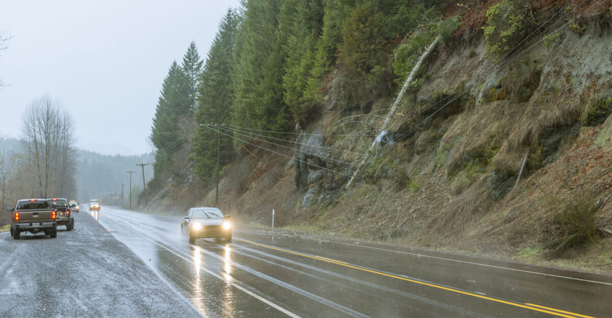 Hazard tree on power lines