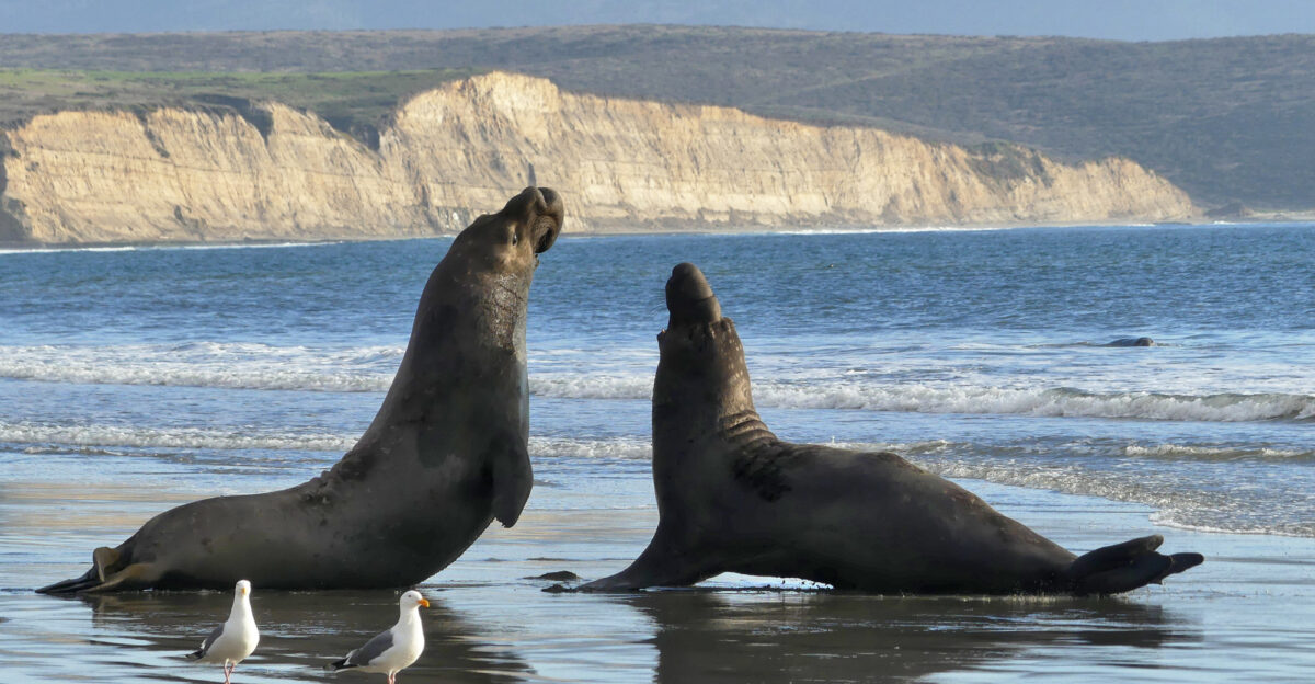 Viewing Elephant Seals - Point Reyes National Seashore U S