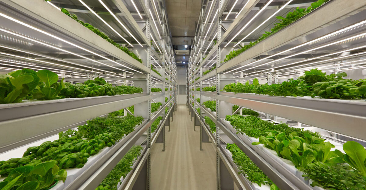 Vertical farm Hydroponics Finland iFarm fi