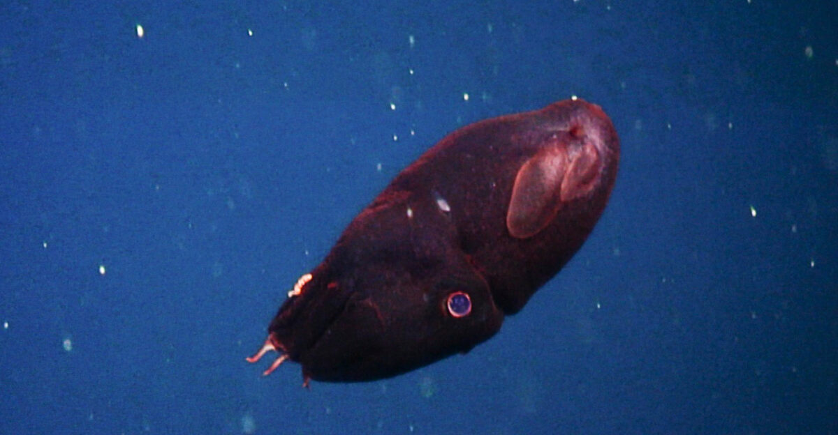 A young Vampire squid Vampyroteuthis infernalis surprised the research crew as we started to ascend from Sur Ridge in December 2013 Like many deep-sea cephalopds vampire squid lack ink sacks Instead of ink for defense a sticky cloud of bioluminescent mucus is expelled from the arm tips Photo Credit NOAA MBARI
