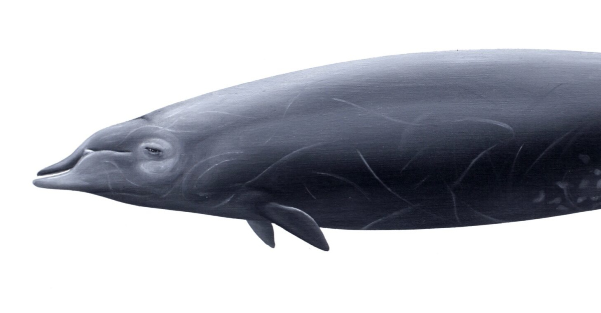Mesoplodon ginkgodens (Ginkgo-toothed beaked whale), oil on paper