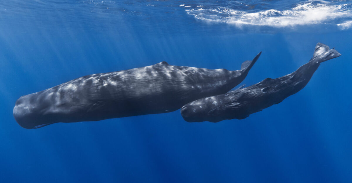 A mother sperm whale and her calf off the coast of Mauritius The calf has remoras attached to its body