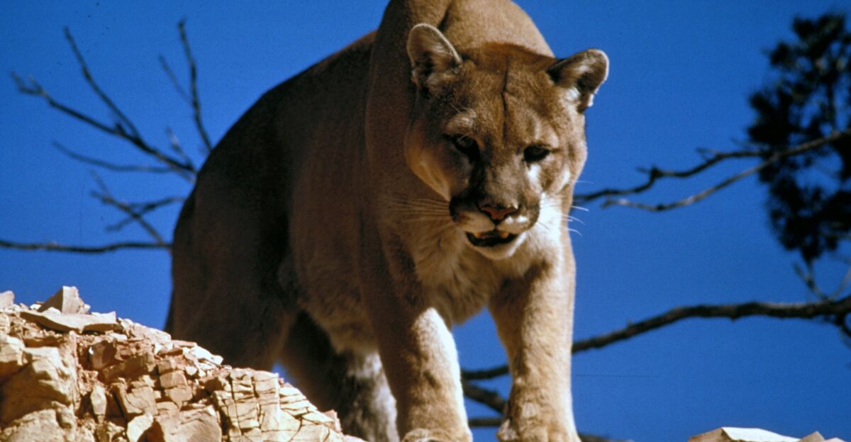 North American cougar Puma concolor couguar in Glacier National Park in the U S state of Montana