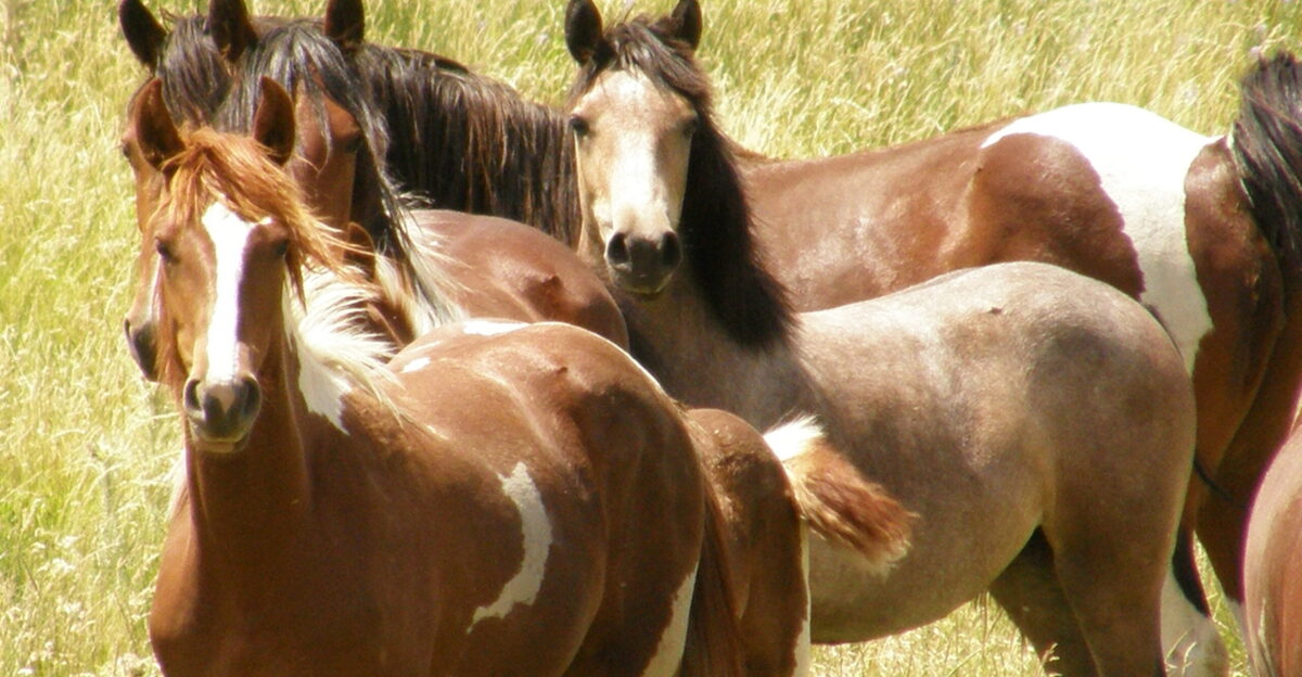 Today the mypubliclandsroadtrip visits areas where the BLM Wyoming and local partners protect and manage wild horses and burros - considered living symbols of the historic and pioneer spirit of the West - according to the Wild Free-Roaming Horse and Burro Act of 1971 In Wyoming BLM manages approximately 3 000 wild horses in 16 different herd management areas or HMAs In northern Wyoming the McCullough Peaks HMA located just east of Cody is home to a popular highly visible and easily photographed wild horse herd that attracts local national and international interest In spring 2011 the Cody Field Office implemented a field darting fertility control program for the McCullough Peaks HMA The size of the HMA the small herd size and the relative approachability of the horses makes field darting a viable alternative here The success of the fertility control program is made possible by the BLM s partnership with the non-profit wild horse advocacy group Friends of a Legacy FOAL was formed in 2005 with a mission to protect and preserve the wild horses of the McCullough Peaks Read the BLM s national news about New Research to Curb Population Growth and Improve Health of Wild Horse and Burro Herds BLM Wyoming is also home to the BLM s first wild horse ecosanctuary The Deerwood Ranch Wild Horse Ecosanctuary near Centennial is a 4 700-acre ranch which offers a refuge for almost 300 geldings Rich and Jana Wilson opened the ecosanctuary in 2012 as a place that safely provides a natural and healthy habitat for excess wild horses where they will be properly cared for yet allowed to roam freely while conserving the environment and ecology of the lands The Wilsons also welcome visitors tourism is a key component of the ecosanctuary concept The Wilsons accept reservations throughout the year and visitors can come meet the horses up close and personal And amazing wild horses and burros are available for adoption to approved homes in Wyoming and nationally