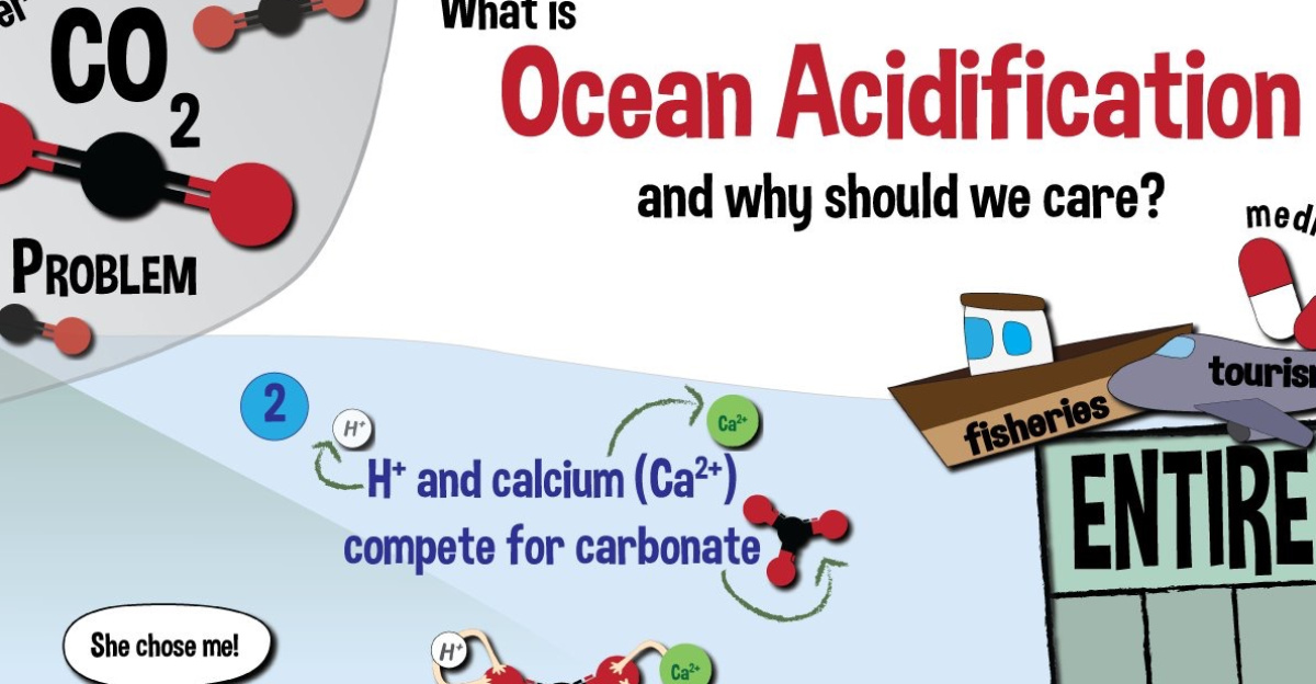 a fun infographic describing the causes and consequences of ocean acidification
