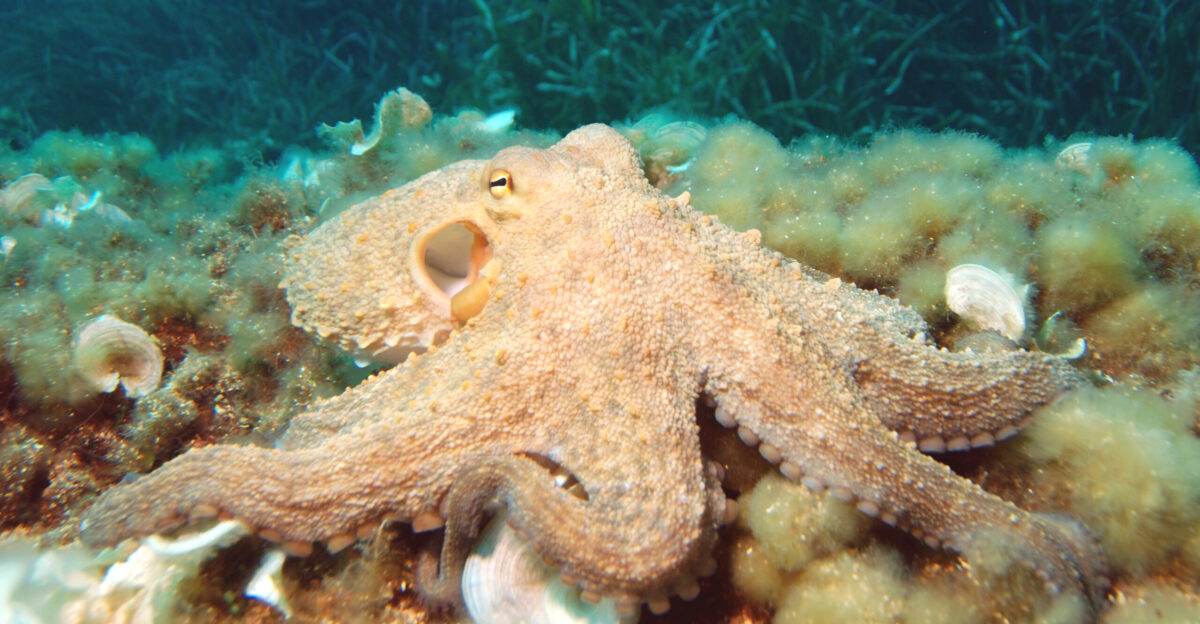 Octopus vulgaris common octopus