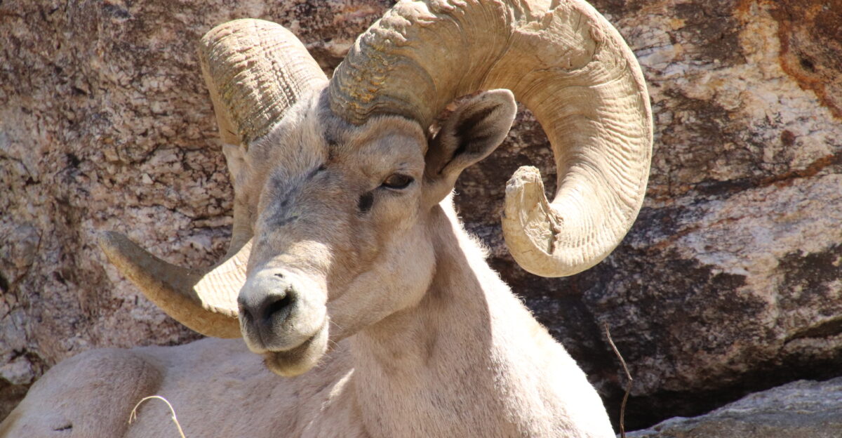 Desert Bighorn Sheep Ovis canadensis nelsoni