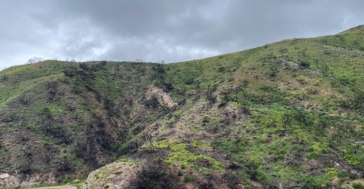 Palisades Fire Burn Scar Image