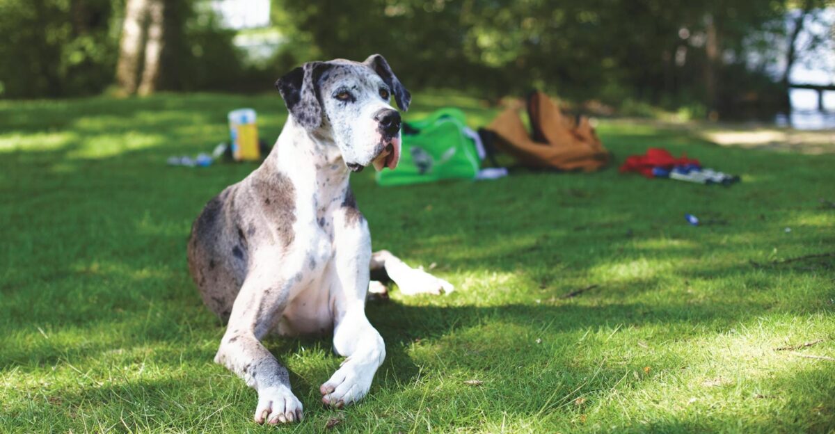Great Dane dog lying on grass in a sunny park with backpacks in the background