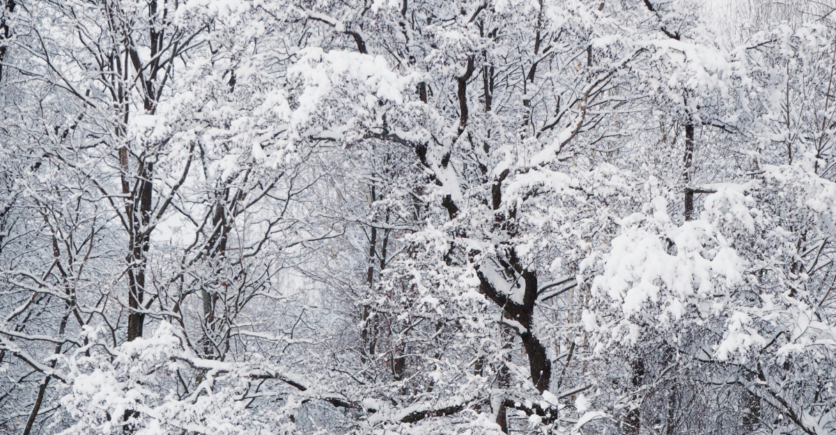 Captivating snow-laden trees in Helsinki, showcasing a serene winter landscape.