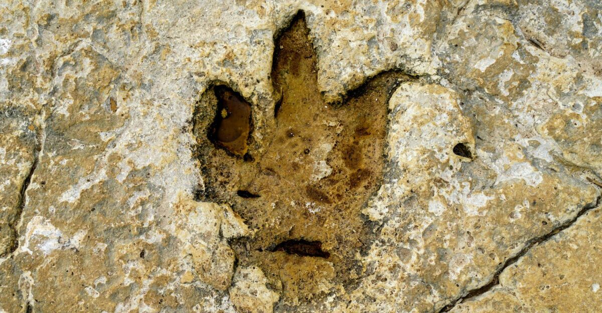 Close-up of a dinosaur footprint fossil on rocky terrain in Istria Croatia showcasing natural history and ancient life