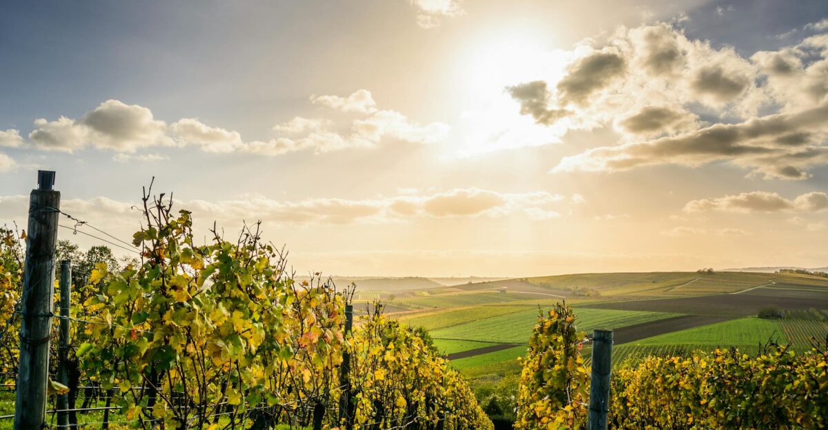 Scenic view of a sunlit vineyard under a bright sky in Lauffen am Neckar Germany