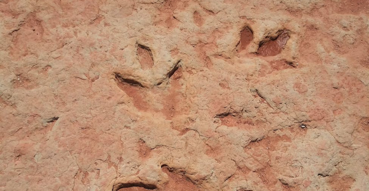 Close-up of ancient dinosaur footprints embedded in rocky terrain