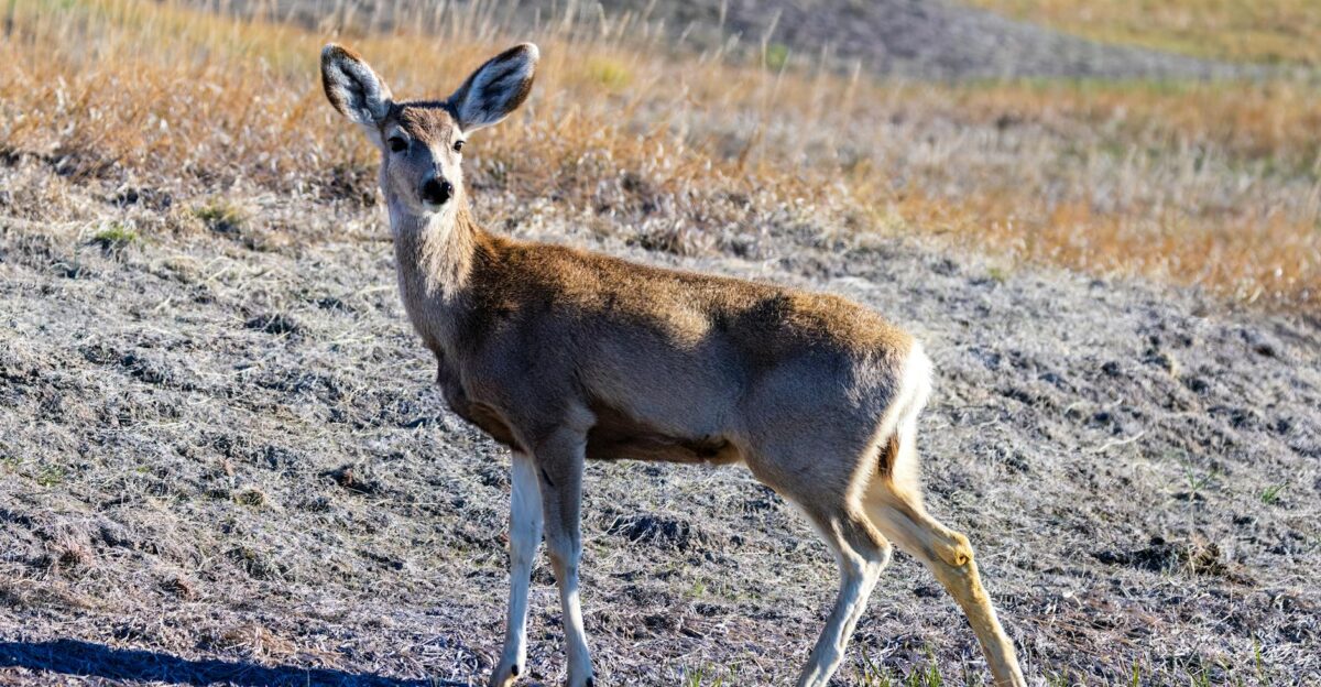 A mule deer standing alert in the grasslands of Badlands National Park
