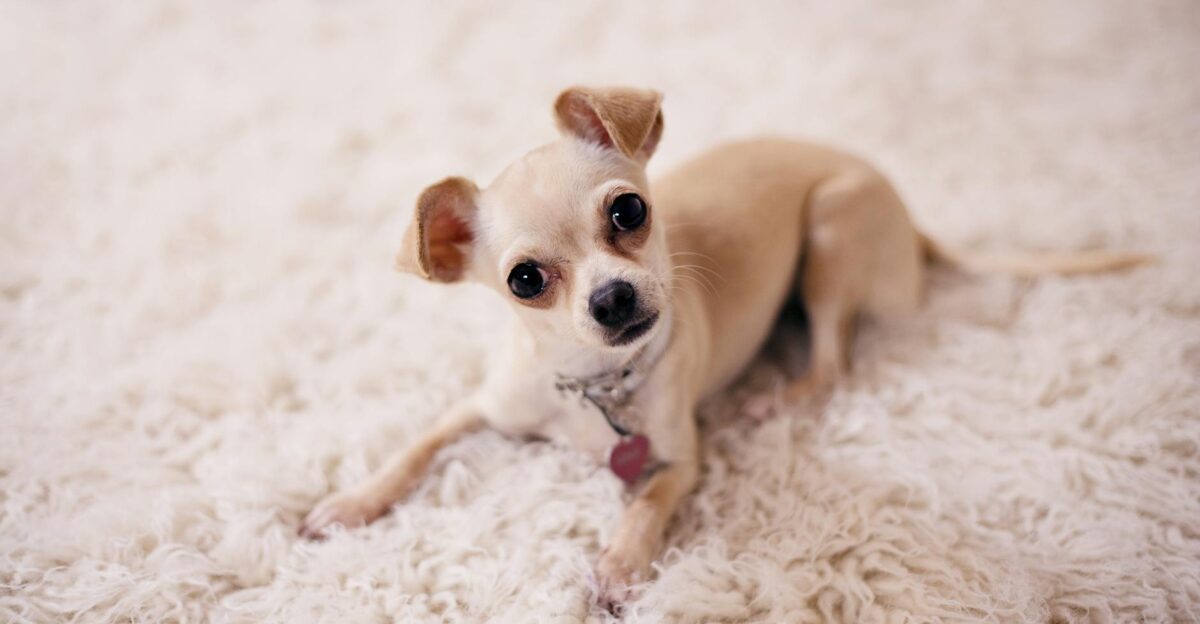 A cute Chihuahua puppy lying on a soft white fluffy carpet looking at the camera