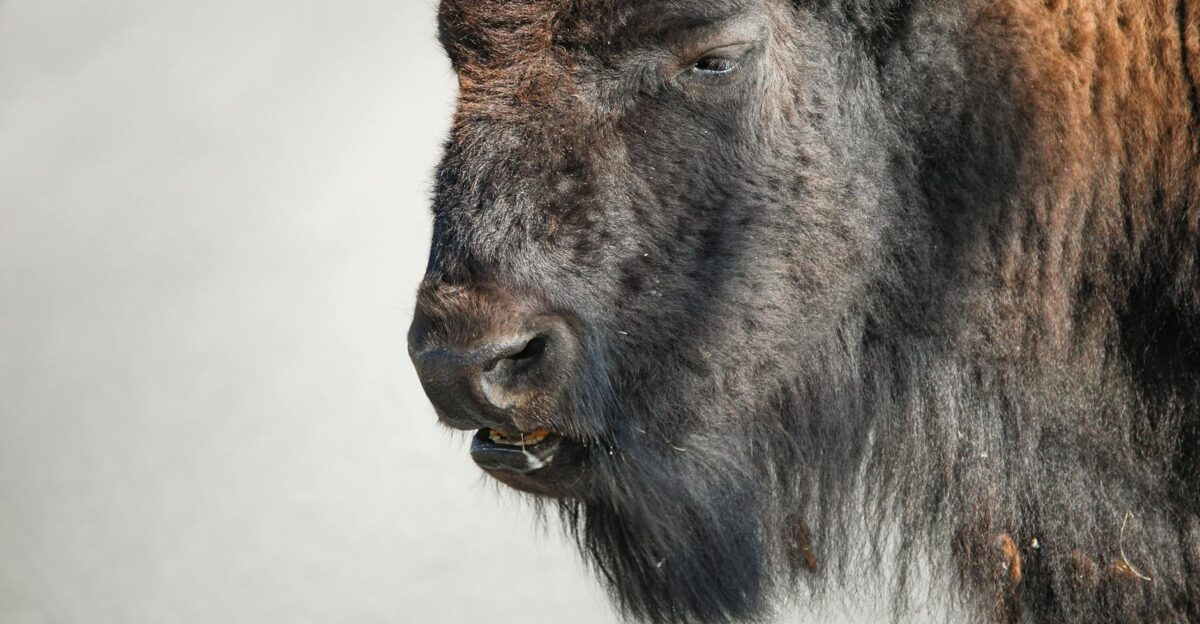 Close-up image of an American Bison in Yellowstone National Park showcasing its majestic features