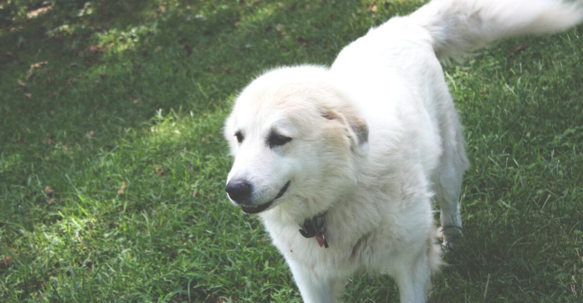 A Great Pyrenees dog stands peacefully in a sunlit green field