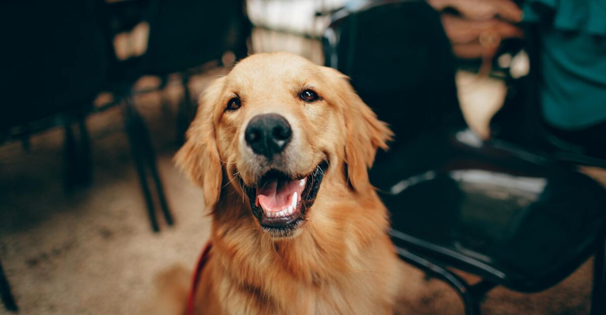 Charming golden retriever dog smiling indoors showcasing its playful and friendly nature
