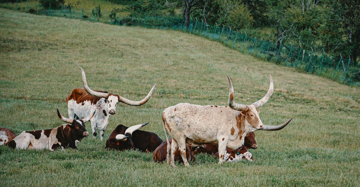 Beautiful Longhorn cattle relaxing in a lush green pasture on a sunny day
