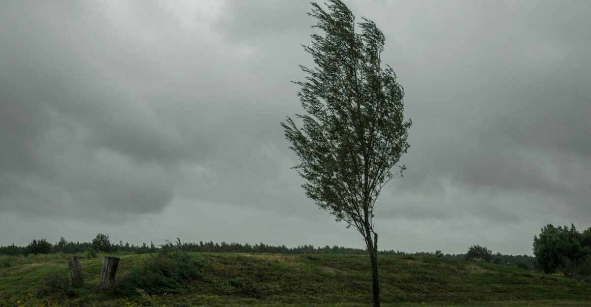 A solitary tree stands against dark stormy skies in a lush green field evoking mystery and solitude
