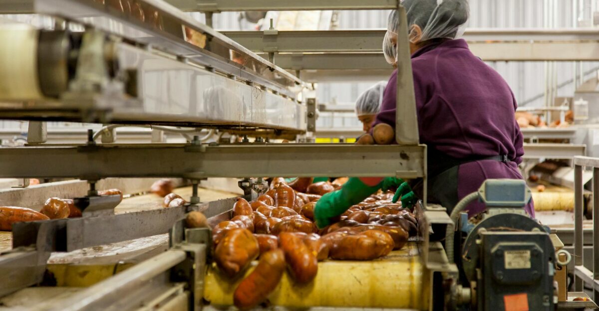 Workers sorting sweet potatoes in an industrial setting on a conveyor belt