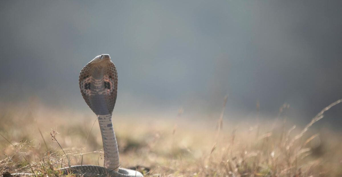 A striking image of an Indian cobra Naja naja in a grassy open field