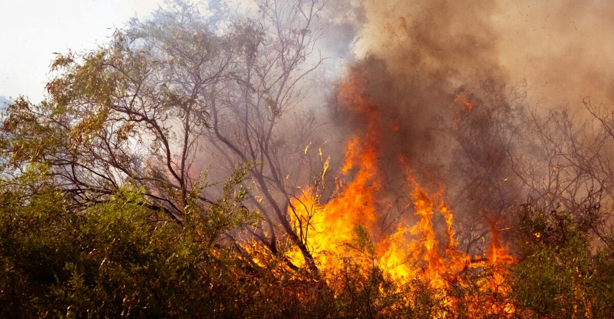 Bushfire in Australia