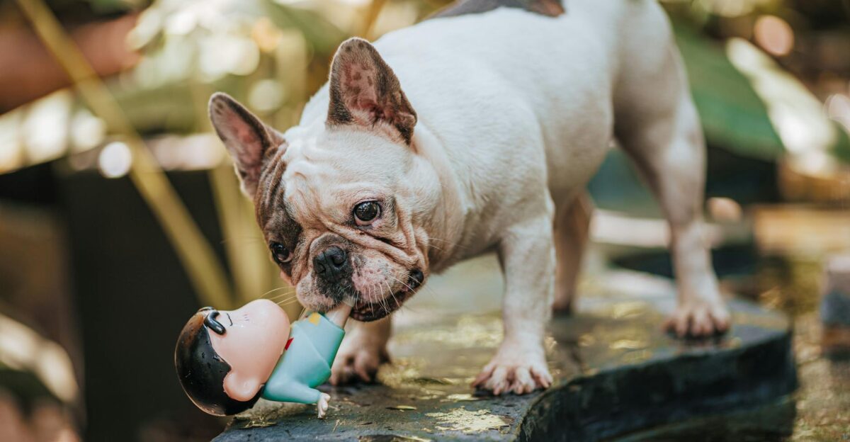 Adorable French Bulldog interacting with a toy on a sunny day outdoors in Bien Hoa Vietnam