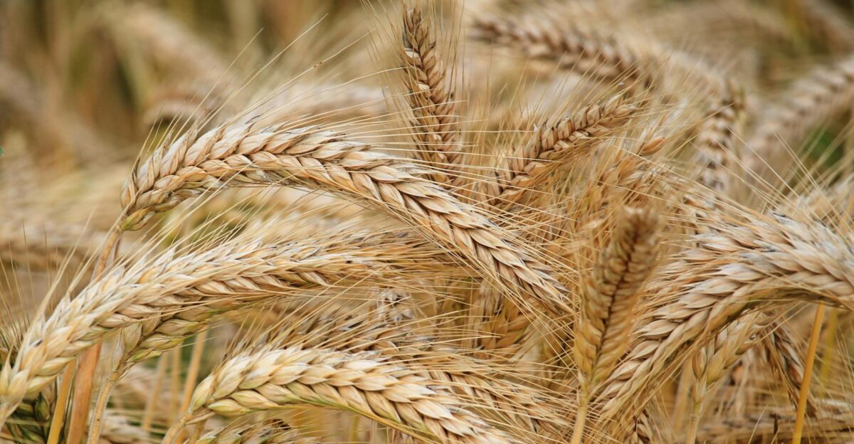 Close-up of golden wheat in a summer field Perfect for agricultural themes