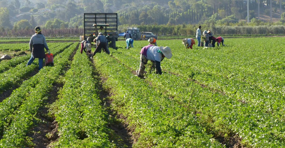 Farm workers harvesting in a lush field in Somis California under a bright morning sun