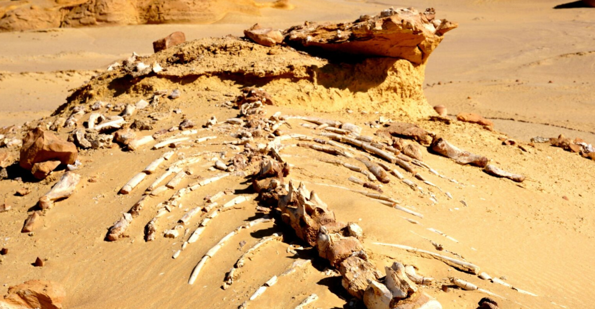 Discover an ancient whale fossil unearthed in Egypt's desolate desert, showcasing prehistoric wonders.