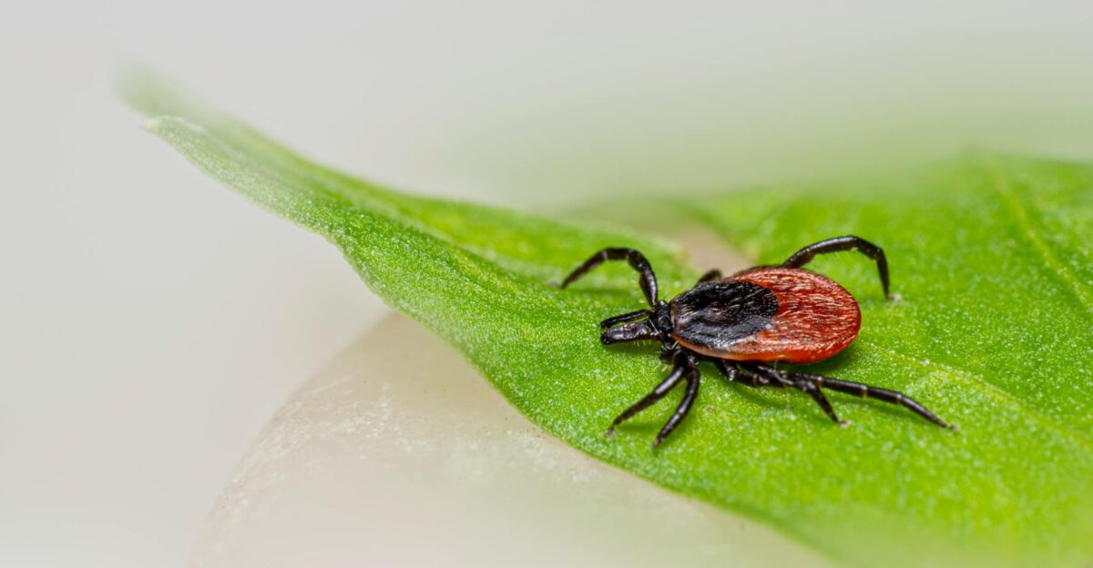 Free stock photo of animal arachnid arthropod