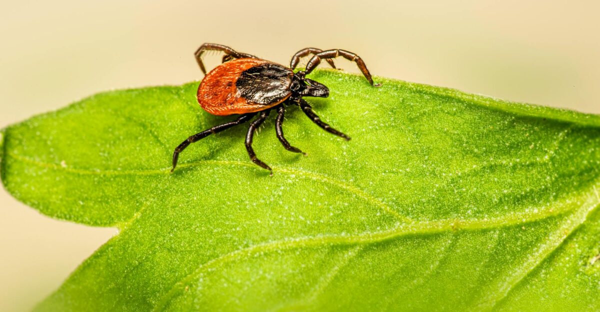 Free stock photo of animal arachnid arthropod