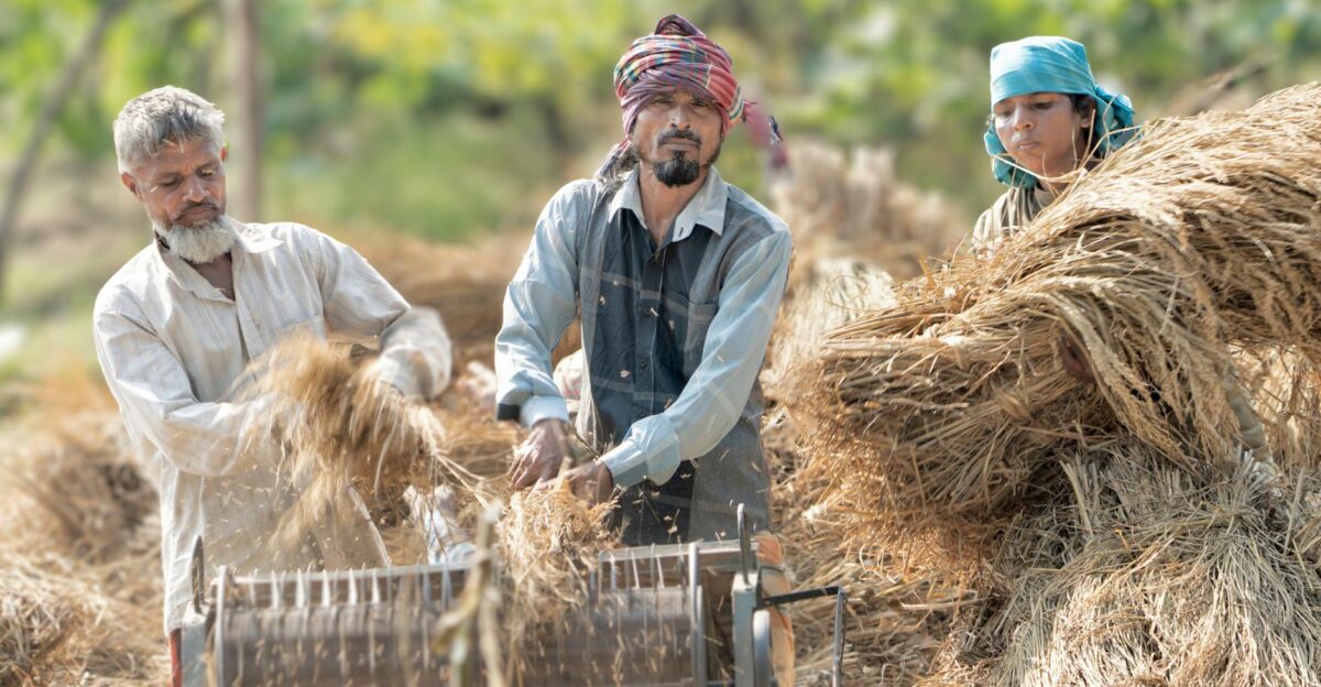 Free stock photo of harvest