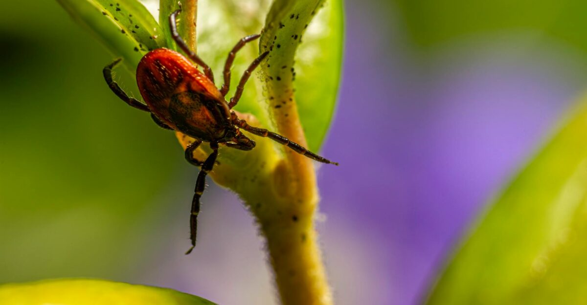 Free stock photo of animal arachnid arthropod
