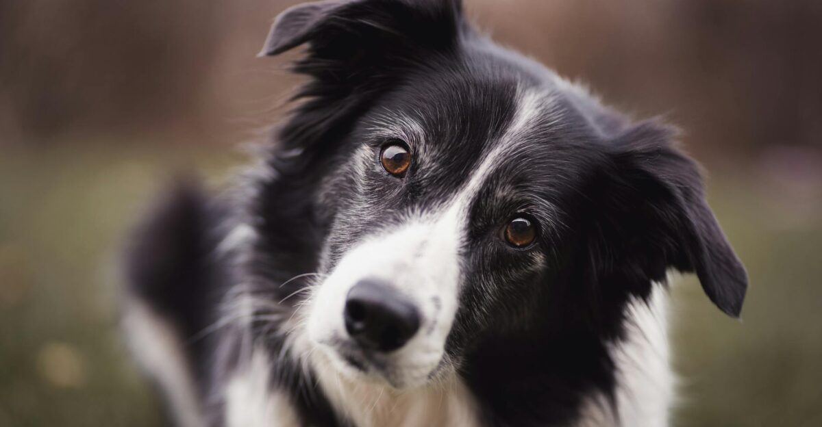 Charming close-up shot of a Border Collie dog with attentive eyes and fur detail