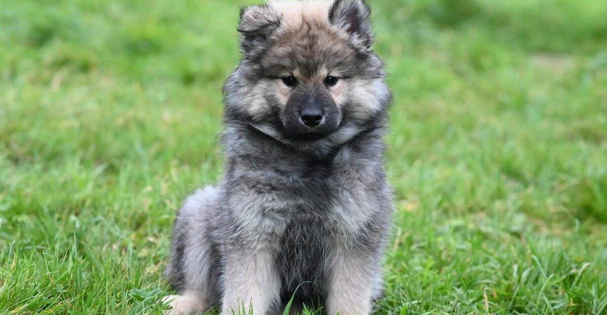 Charming fluffy puppy with soft fur sitting on lush green grass perfect for pet lovers