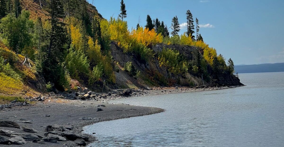Vibrant autumn colors along the rocky shore of Yellowstone Lake under a clear sky