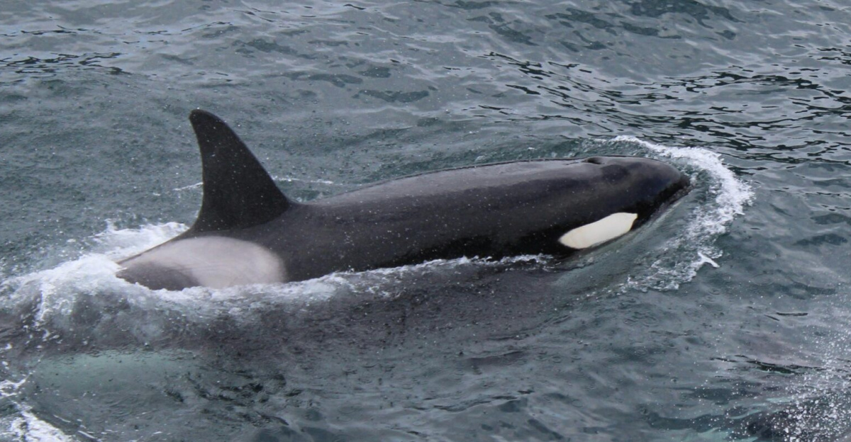Two orcas gracefully swimming in the Pacific Ocean, Alaska.