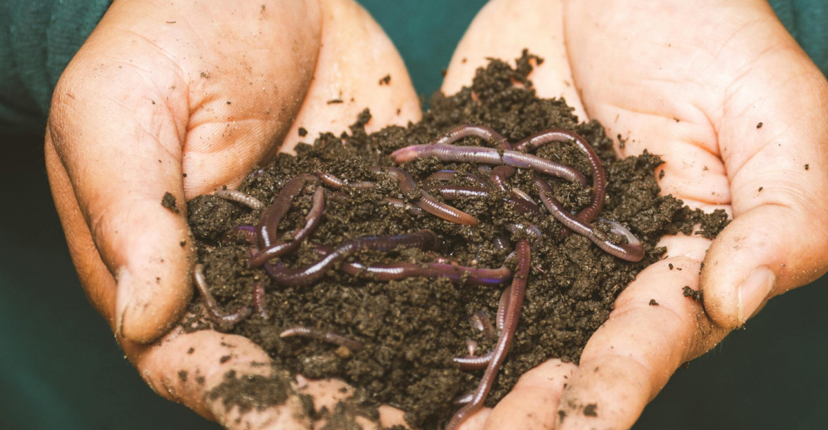 Close-up of hands holding earthworms in fertile soil, symbolizing natural composting.